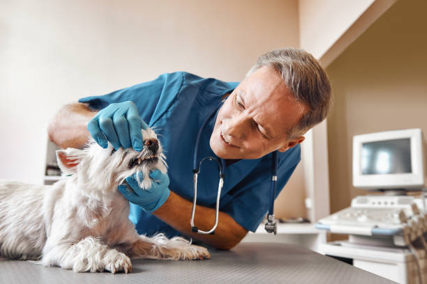 Best Emergency Treatment for Dental Infections or Abscesses in Alhambra, CA